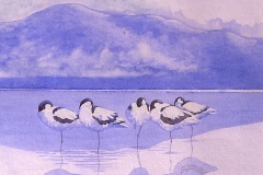 Avocet-Dawn