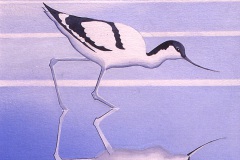 Avocet