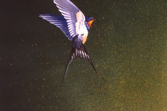 Hovering-Swallow