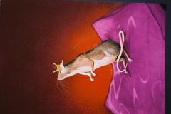 King-Rat