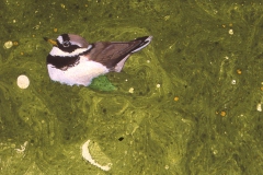 Little-Ringed-Plover