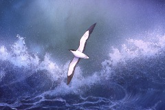 Manx-Shearwater
