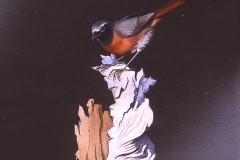 Redstart