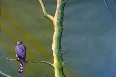 Sparrow-Hawk
