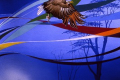 White-Tailed-Eagle