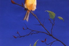Yellow-Hammer